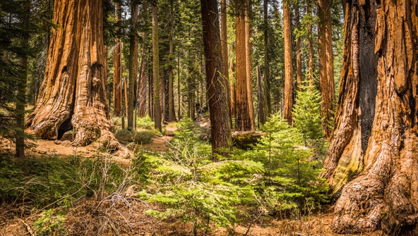 Sequoia National Park Trees